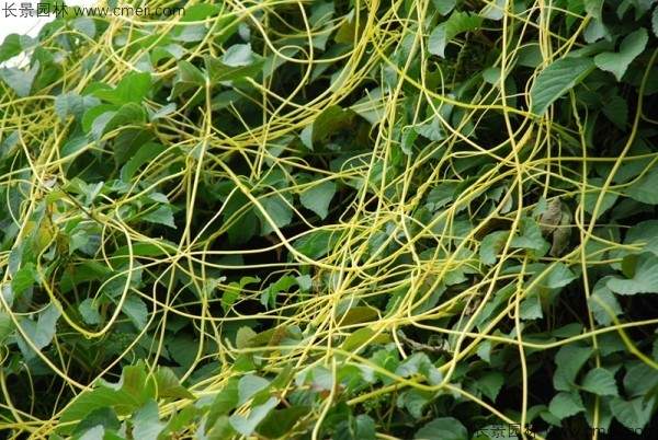 无根草种子发芽出苗图片