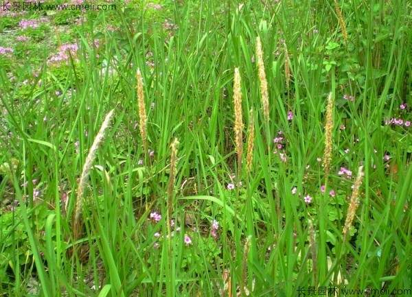 白茅种子发芽出苗图片