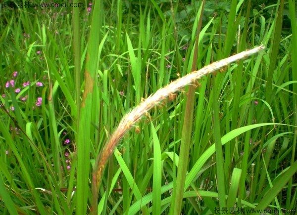 白茅种子发芽出苗图片