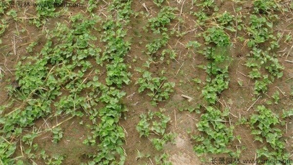 天南星种子发芽出苗图片