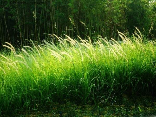 白茅种子发芽出苗图片