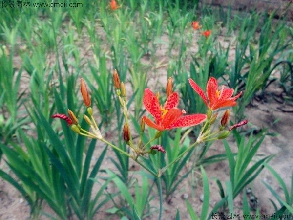 射干种子发芽出苗开花图片