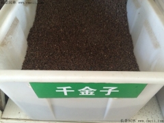 千金子种子