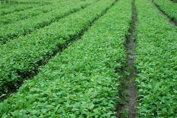 五味子种子发芽出苗图片