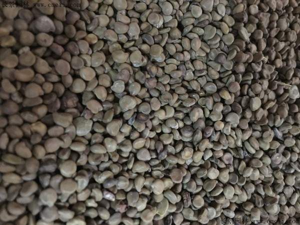 蛇灭门种子图片