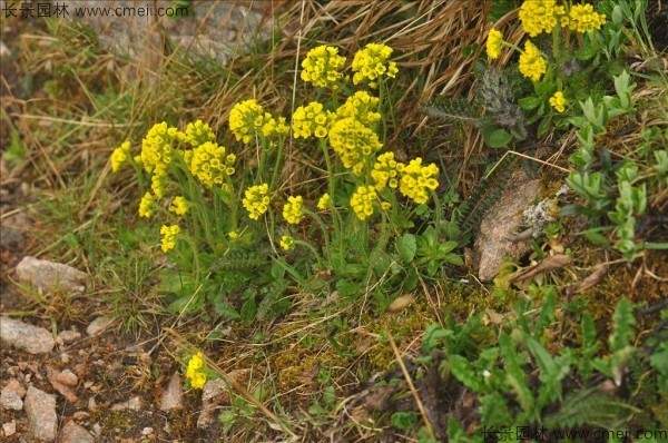 葶苈种子发芽出苗图片