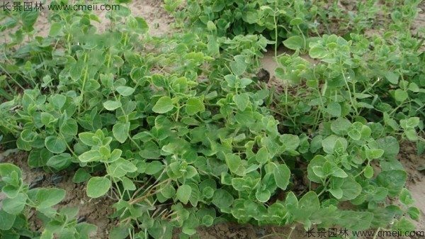 党参种子发芽出苗图片