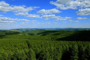 国土绿化转型与科学造林战略助力森林生态提质