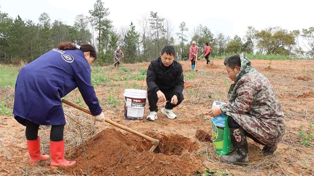 国土绿化转型与科学造林战略助力森林生态提质