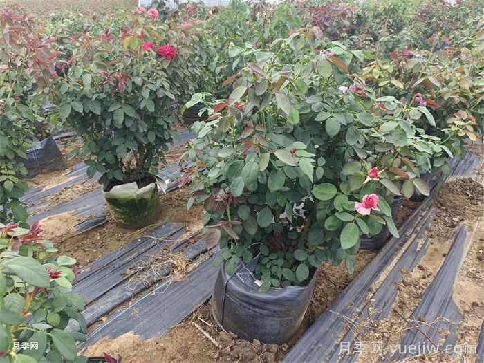 园林绿化苗木雨季农药使用技巧(图1)