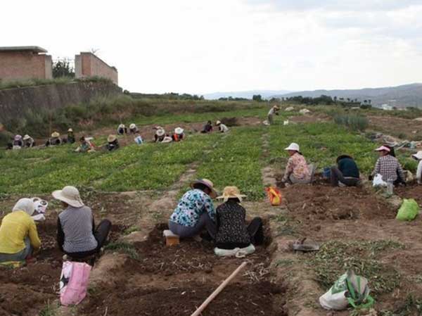 半夏种子发芽出苗采收图片