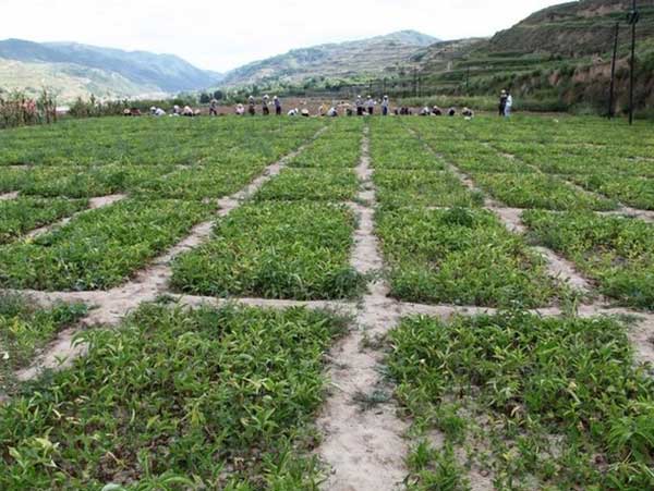 半夏种子发芽出苗采收图片