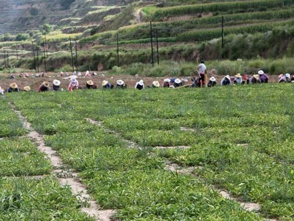 半夏种子发芽出苗采收图片