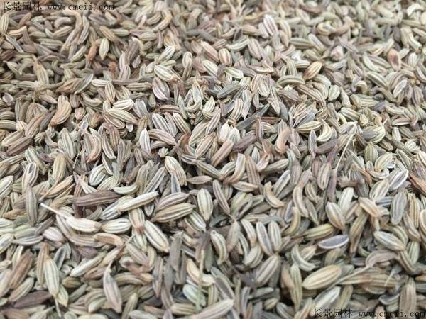 茴香种子图片