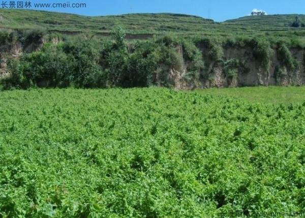 当归种子发芽出苗图片