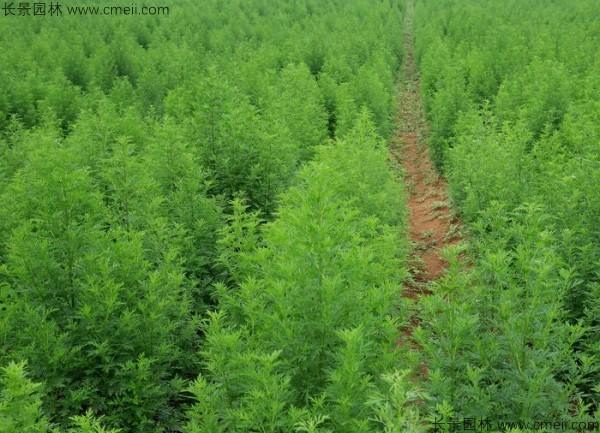 青蒿种子发芽出苗图片