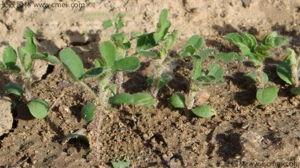 黄芪种子发芽出苗图片