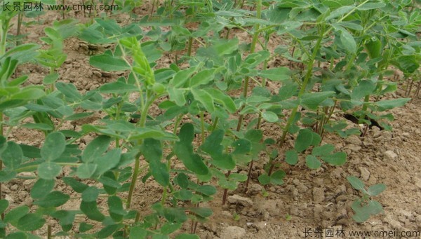 黄芪种子发芽出苗图片