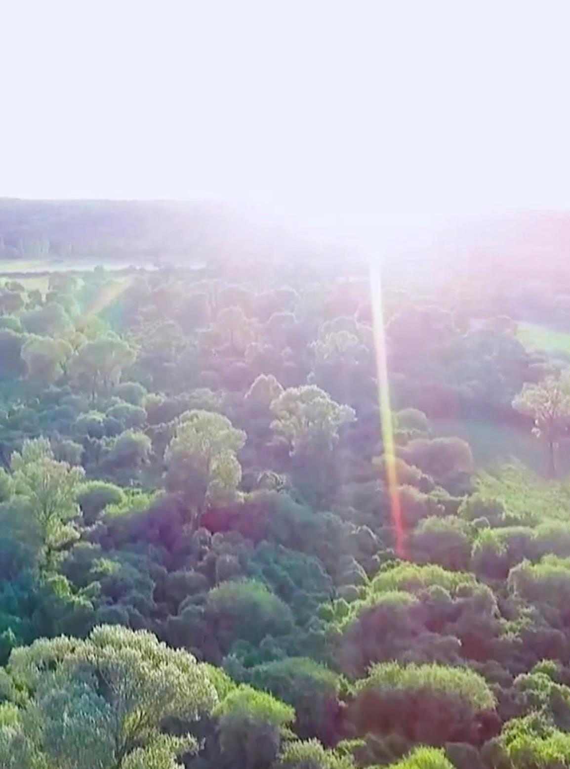 中国绿色奇迹植树造林成就与植树节知识解析