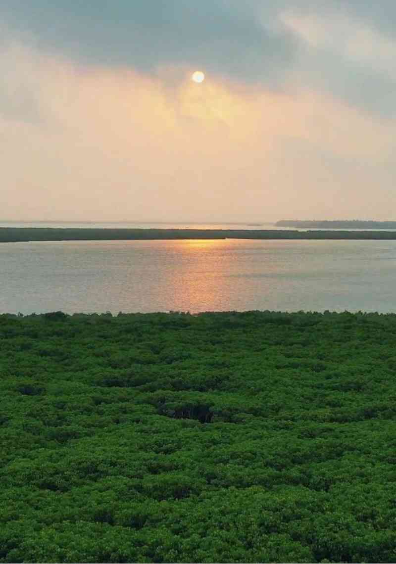 中国绿色奇迹植树造林成就与植树节知识解析