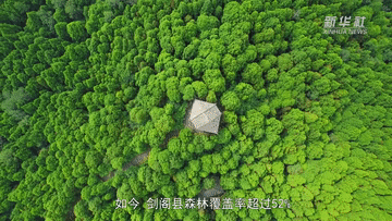 千年古柏保护的翠云廊奇观与生态文明智慧