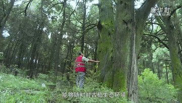 千年古柏保护的翠云廊奇观与生态文明智慧