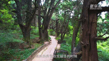 千年古柏保护的翠云廊奇观与生态文明智慧