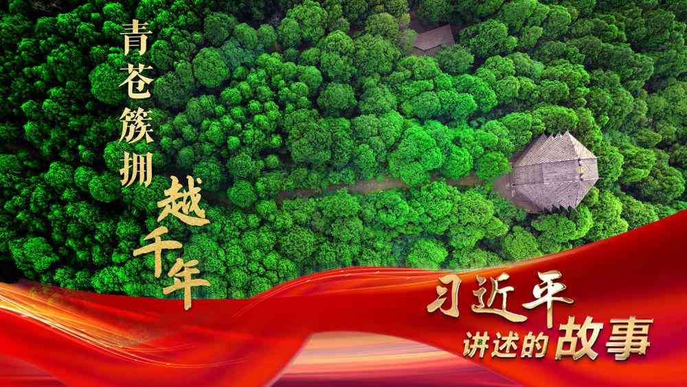 千年古柏保护的翠云廊奇观与生态文明智慧