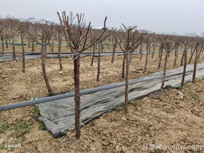 南阳花卉苗木抗雪防冻技术措施(图1)