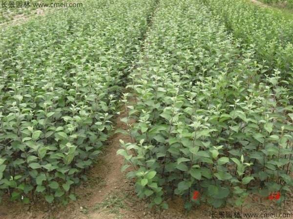 杜梨种子发芽出苗图片