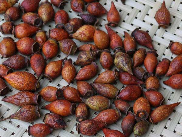 金樱子种子图片