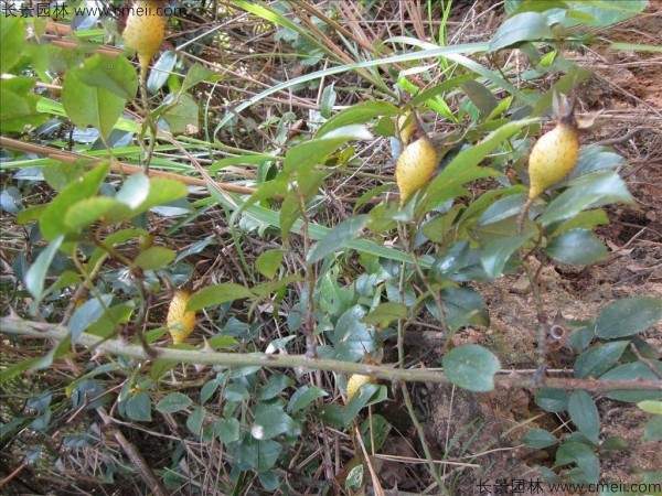 金樱子种子发芽出苗图片