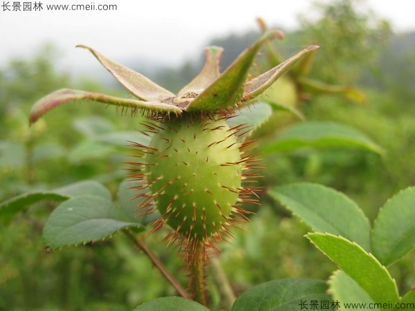 金樱子种子发芽出苗图片