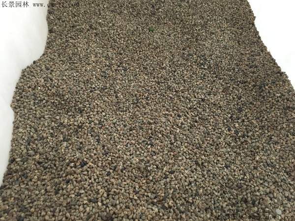 黑苦荞种子图片