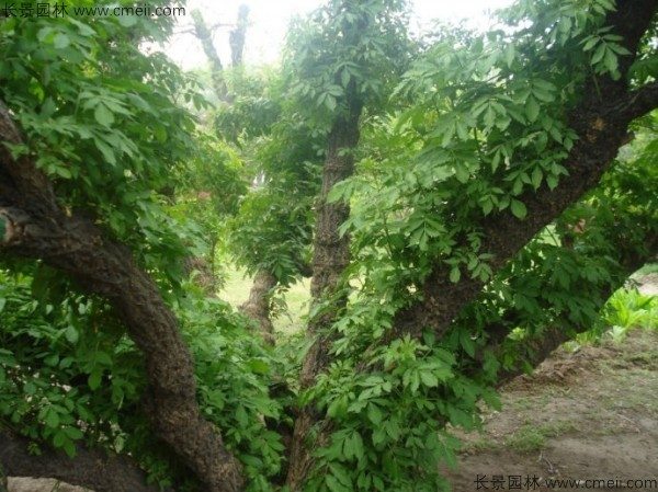 接骨木种子发芽出苗图片