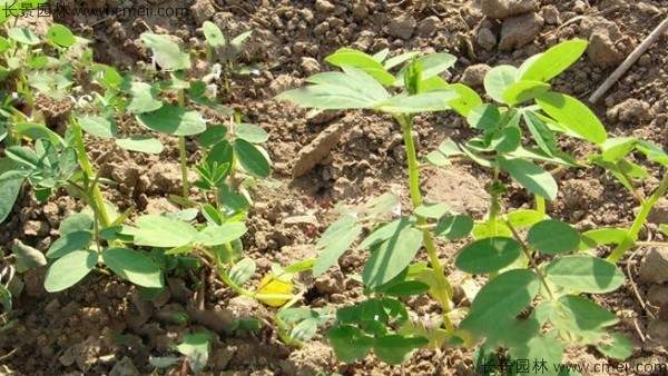 决明子种子发芽出苗图片