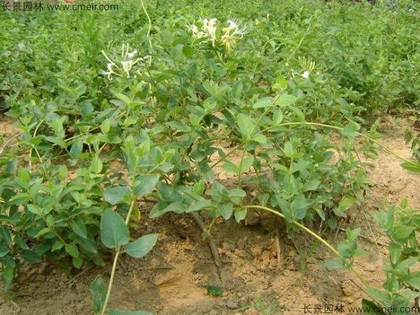 金银花种子发芽出苗图片