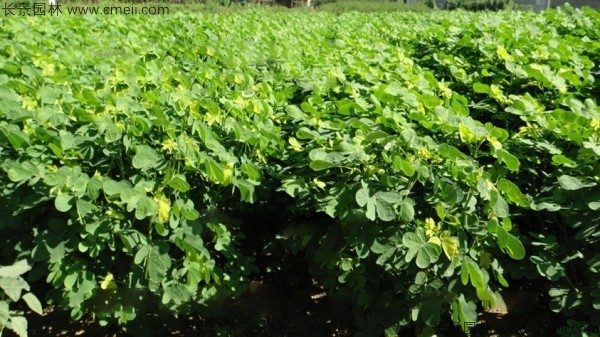 决明子种子发芽出苗图片