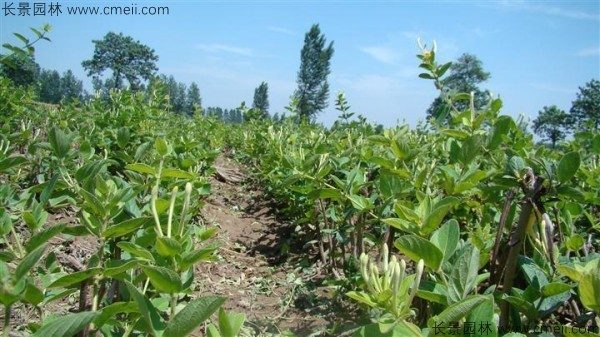 金银花种子发芽出苗图片