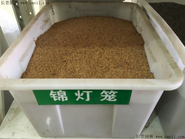 锦灯笼种子图片