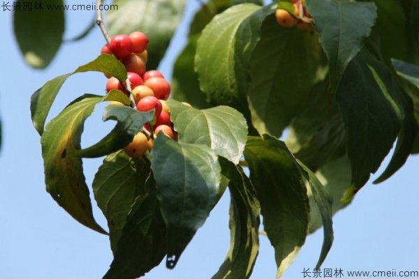 大风子种子发芽出苗图片