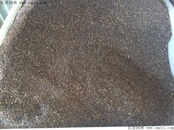 茺蔚子种子图片