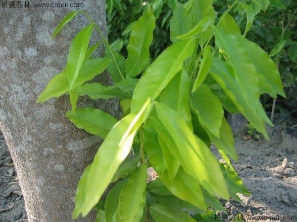荜澄茄种子发芽出苗图片