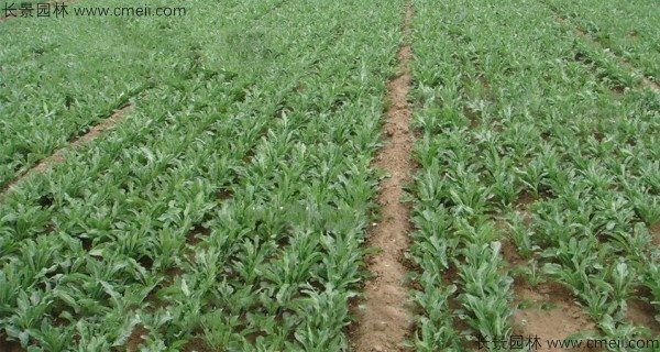 板蓝根种子发芽出苗开花图片