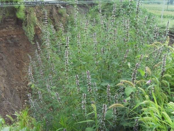 茺蔚子种子发芽出苗图片