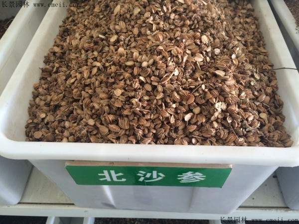 北沙参种子图片