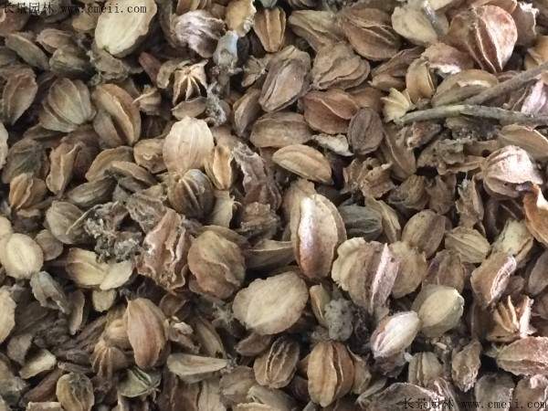 北沙参种子图片