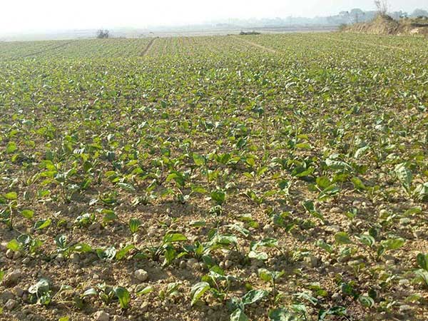 车前子种子发芽出苗图片