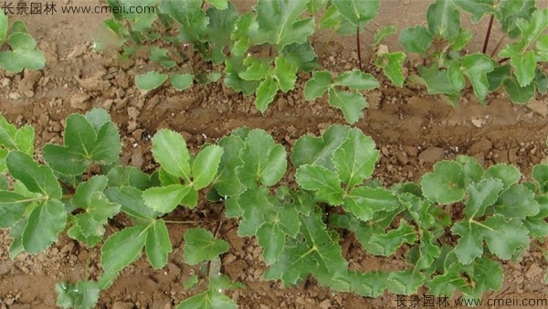 北沙参种子发芽出苗图片