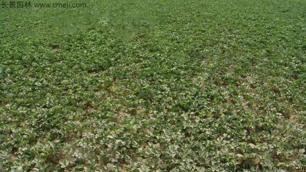 北沙参种子发芽出苗图片